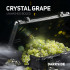 Табак для кальяна Dark Side (Core) - Crystal Grape (Белый Виноград) 30 гр